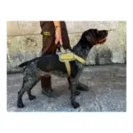 Arnes bordado - Imagen 2